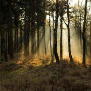 Kampina-zon-bomen